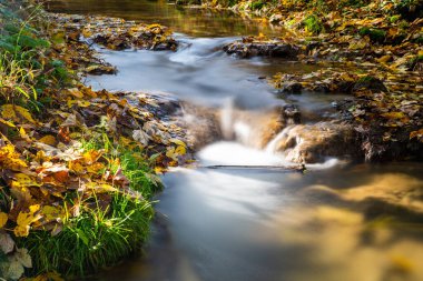 small creek in autumn with golden leaves at the riverbank long exposure in the sunlight clipart