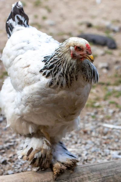 white and black Featherfoot chicken standing on wood with blurred background