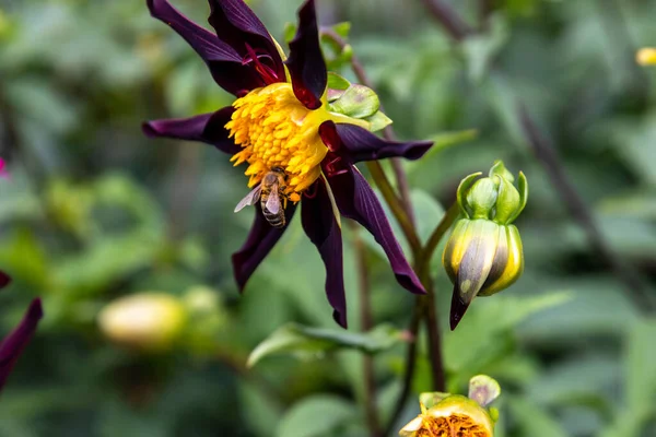 Siyah beyaz bir yıldız çiçeğinden polen topluyor.