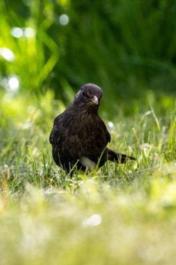 Siyah kuş, güneş ışığında bulanık arkaplanlı yeşil çimenlere yaslanıyor.