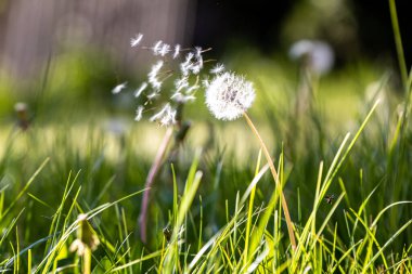 Tohumlar güneş ışığında uçup giderken rüzgârın estiği yere yakın üfleme topu.