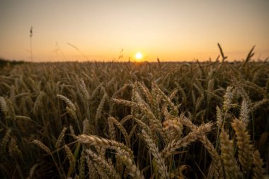 Buğday tarlası, güneş battıktan sonra arka planda olacak şekilde kapanıyor.