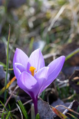 Narin kır çiçekleri canlı mor yapraklarını Zavelstein 'da taze yeşil çimlerin ortasında sergiliyor. Büyüleyici bahar çiçekleriyle bilinen pitoresk bir köy..
