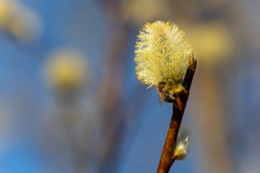 Arı güneşli bir bahar gününde narin kedi yavrularını döller. Bu sahne, Kuzey Kara Orman bölgesindeki doğanın güzelliğini gösteriyor..