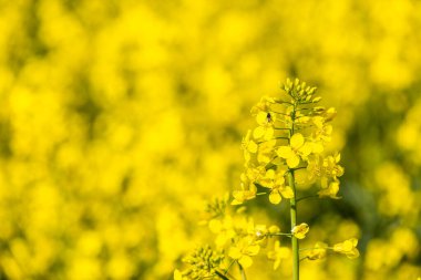 Güneşli bir bahar tarlasında, parlak sarı kolza tohumu bir çiçek deniziyle çevrili olarak dimdik ayakta duruyor. Arılar çiçekler arasında uçar, sıcak güneş ışığında zengin nektarın tadını çıkarırlar..