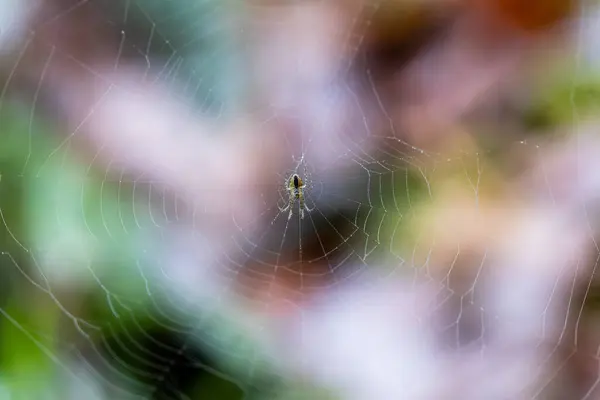 Küçük bir örümcek, yeşillik dolu canlı bir bahçede ustalıkla hassas bir ağ örüyor. Güneş ışığı ağındaki karmaşık desenleri aydınlatır..