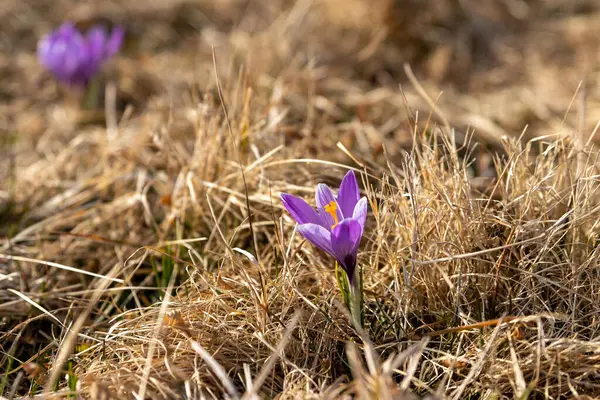 Baden Wuerttemberg, Zavelstein 'da taze yeşil çimlerin arasından canlı mor kır çiçekleri yükselir ve Kuzey Kara Orman Bölgesi' ne bahar geldiğinin sinyallerini verir..