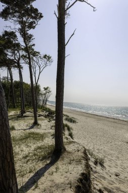 Sakin bir günbatımı, Darss Yarımadası 'nda Baltık Denizi' nin üzerindeki gökyüzünü boyar ve su yüzeyini aydınlatır. Siluetli bir dal manzaraya derinlik katar, barışçıl düşüncelere yol açar..