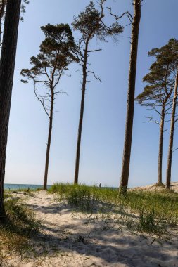 Sakin bir günbatımı, Darss Yarımadası 'nda Baltık Denizi' nin üzerindeki gökyüzünü boyar ve su yüzeyini aydınlatır. Siluetli bir dal manzaraya derinlik katar, barışçıl düşüncelere yol açar..
