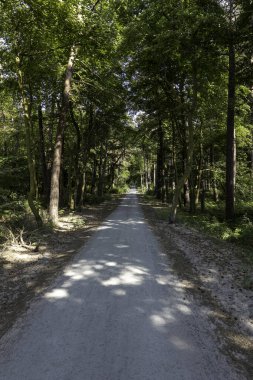 Güneş Baltık Denizi 'nin üzerinde batarken ufukta altın renkler beliriyor. Driftwood, Almanya 'nın Darss Yarımadası' ndaki bu sakin ana doğal bir element ekler ve sakin bir atmosfer yaratır..