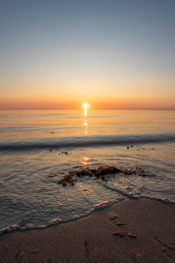 Parlak sarı çiçekler, Almanya 'daki Darss Yarımadası' ndaki Baltık Denizi 'nin sakin mavi suları yakınlarındaki yemyeşil alanları süsler ve berrak gökyüzünün altında manzaralı bir kıyı manzarası yaratır..