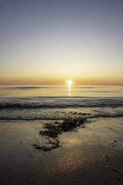 Parlak sarı çiçekler, Almanya 'daki Darss Yarımadası' ndaki Baltık Denizi 'nin sakin mavi suları yakınlarındaki yemyeşil alanları süsler ve berrak gökyüzünün altında manzaralı bir kıyı manzarası yaratır..