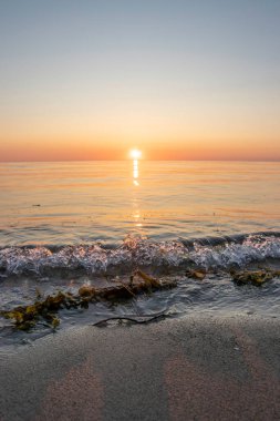 Parlak sarı çiçekler, Almanya 'daki Darss Yarımadası' ndaki Baltık Denizi 'nin sakin mavi suları yakınlarındaki yemyeşil alanları süsler ve berrak gökyüzünün altında manzaralı bir kıyı manzarası yaratır..