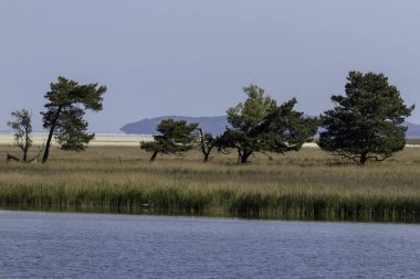 Darss yarımadasındaki Baltık Denizi yakınlarındaki yemyeşil çayırlarda otlayan sığırlar özgürce dolaşır. Eski bir binanın kalıntıları bu sakin manzaraya tarihi bir cazibe katıyor..