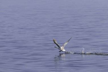 Bir kuğu zarif bir şekilde gölün sakin yüzeyinden havalanır ve hafif dalgalanmalara neden olur. Yumuşak sabah ışığı sahnenin sükunetini vurgular.