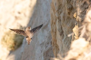 Hızlı bir kırlangıç kayalık bir uçurumun kenarında havada süzülür, yuva malzemesi bulmak için bir yarığı inceler. Batan güneşin sıcacık parıltısı sahneyi vurguluyor ve sakin bir atmosfer yaratıyor..