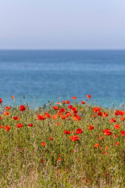 Canlı kırmızı çiçekler bir alanı kaplıyor, rüzgarda hafifçe sallanıyor. Arka planda, berrak bir gökyüzünün altında sakin mavi bir okyanus uzanıyor ve barışçıl bir atmosfer yaratıyor..