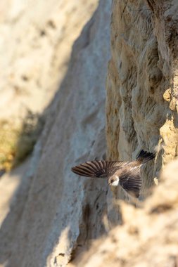 Bir kırlangıç engebeli kayalıklardan uçar, kanatları dokulu kayaların ve parlak güneş ışığının arka planına uzanır. Sahne, doğanın güzelliğini gün ortasında yakalar..