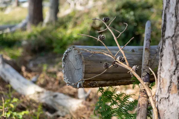 Güneş Baltık Denizi 'nin üzerinde batarken ufukta altın renkler beliriyor. Driftwood, Almanya 'nın Darss Yarımadası' ndaki bu sakin ana doğal bir element ekler ve sakin bir atmosfer yaratır..