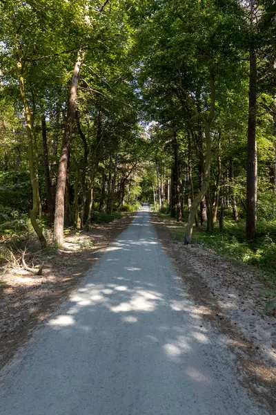 Güneş Baltık Denizi 'nin üzerinde batarken ufukta altın renkler beliriyor. Driftwood, Almanya 'nın Darss Yarımadası' ndaki bu sakin ana doğal bir element ekler ve sakin bir atmosfer yaratır..