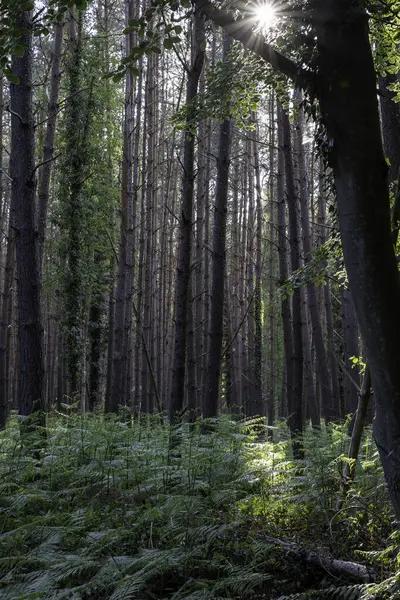 Parlak sarı çiçekler, Almanya 'daki Darss Yarımadası' ndaki Baltık Denizi 'nin sakin mavi suları yakınlarındaki yemyeşil alanları süsler ve berrak gökyüzünün altında manzaralı bir kıyı manzarası yaratır..