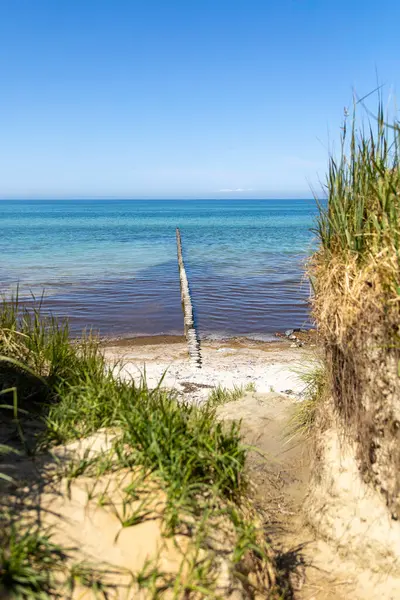 Bir kuş, Baltık Denizi 'ndeki sahil boyunca bir sıra yıpranmış kütüğe tünemiş. Temiz su, Almanya 'daki Darss yarımadasında sakin bir atmosfer yaratarak güneşin altında parlıyor..