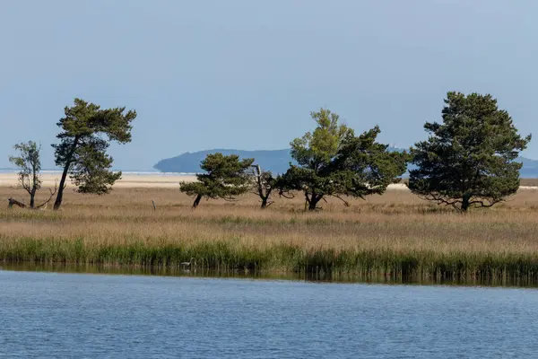 Darss yarımadasındaki Baltık Denizi yakınlarındaki yemyeşil çayırlarda otlayan sığırlar özgürce dolaşır. Eski bir binanın kalıntıları bu sakin manzaraya tarihi bir cazibe katıyor..