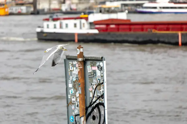 Bir martı liman boyunca çıkartmalarla süslenmiş bir direkten havalanıyor. Tekneler Hamburg 'daki sularda yüzer, liman bölgesinin canlı atmosferini yakalar..