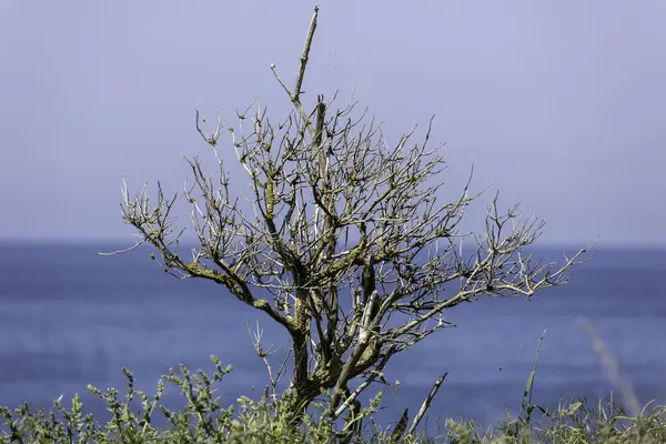 Issız, yapraksız bir ağaç sakin okyanus sularına karşı sert dallarını sergiler. Sakin atmosfer, berrak mavi bir gökyüzü tarafından tamamlanır. Yalnızlık hissi uyandırır..