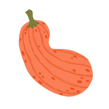 Kırsal ve organik görünümlü, kıvrımlı bir portakal kabağı tasviri. Sonbahar, hasat, Şükran Günü ve çiftlik temalı projeler veya mevsimlik dekorlar için harika.