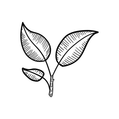 Ekolojik tasarımlar, yeşil markalaşma, organik görseller veya bitki temelli refah temaları için kalın yapraklarla detaylı botanik filiz çizimi.