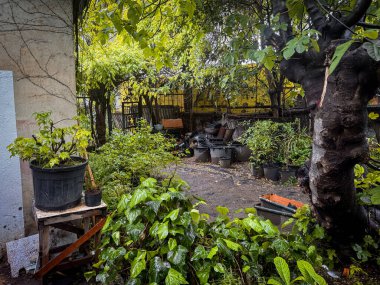Canlı bahçe sahnesi, kır otları, yabani çalılar, yapraklı sarmaşıklar ve gölgeli bir avluyu çevreleyen ağaçlarla dolu organik yeşillikler..