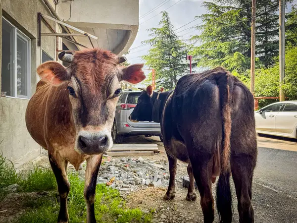 Kahverengi inek ve siyah inek, park halindeki arabaların yakınındaki bir köy sokağında sakince duruyor. Kırsal çekicilikle şehir çevresini harmanlıyor..