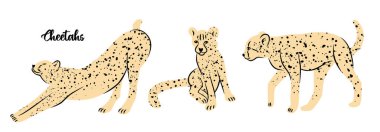 Vector set of cheetahs in different poses Ready for cards, posters, prints and other usage