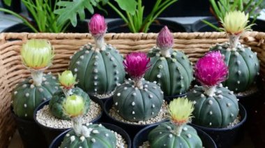 Full basket of blooming Astrophytum asterias flowers in time lapse motion.