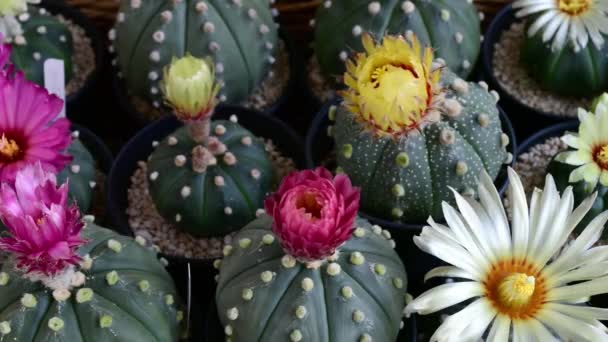 Full Basket Blooming Astrophytum Asterias Flowers Time Lapse Motion — Stok video