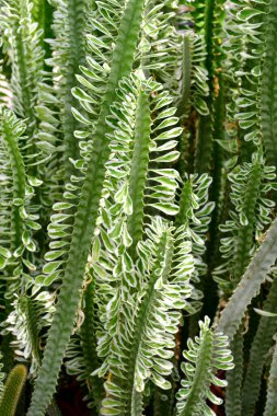 Indian spurgetree or Euphorbia neriifolia in open cactus farm. Euphorbia is a very large and diverse genus of flowering plants, commonly called spurge.