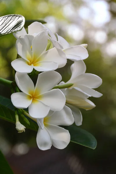 배경에 흰색과 노란색 Plumeria Frangipani — 스톡 사진