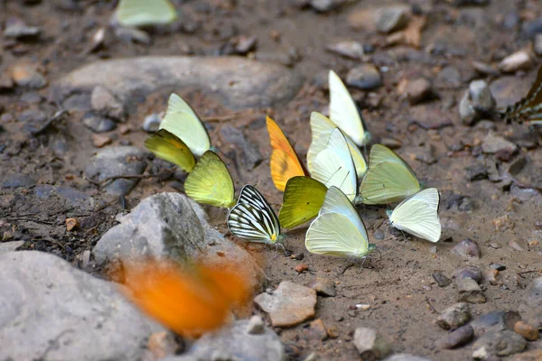 タイのケンクラチャナナショナルパークで蝶 公園内には毎年3月6月に約300種の蝶が生息しています — ストック写真