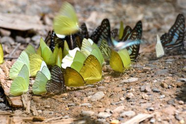 Kaeng Krachan Ulusal Parkı, Tayland 'da Kelebek. Her yıl Mart-Haziran ayları arasında parkta yaklaşık 300 kelebek türü bulunur..