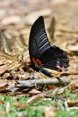 Kaeng Krachan Ulusal Parkı, Tayland 'da Kelebek. Her yıl Mart-Haziran ayları arasında parkta yaklaşık 300 kelebek türü bulunur..