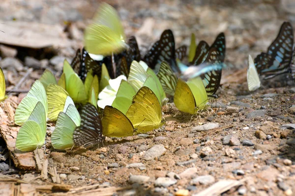 Mariposa Parque Nacional Kaeng Krachan Tailandia Hay Alrededor 300 Especies — Foto de Stock