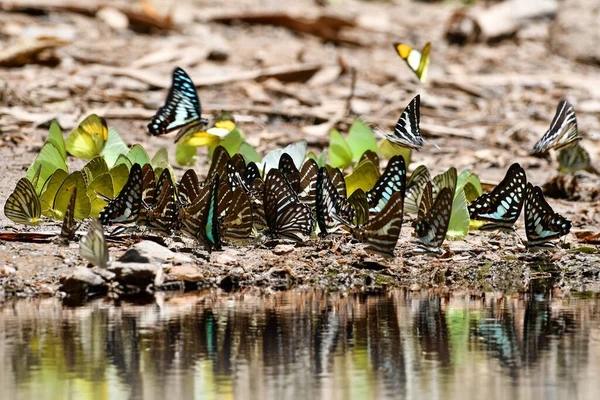 Fjäril Vid Kaeng Krachan National Park Thailand Det Finns Cirka Royaltyfria Stockfoton