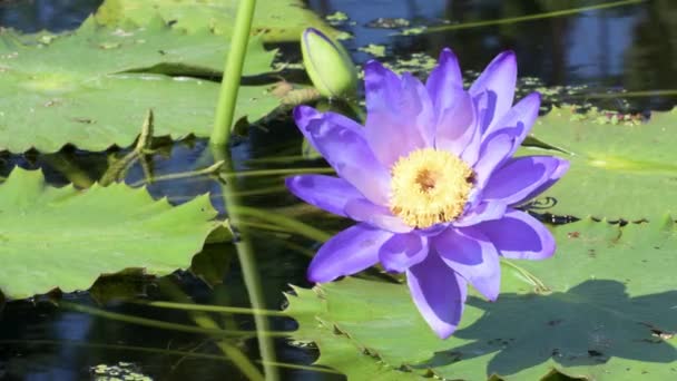 Various Waterlily Blooming Colorful Refreshing Moment — Stock Video