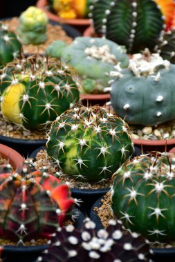 Discocactus spp., Gymnocalycium hybrid çeşitleri ve Lophophora spp. Açık hava kaktüs çiftliğinde..