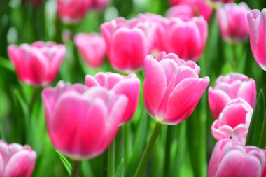 Kapalı kubbe bahçesinde pembe lale..