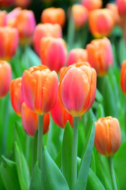 Kapalı alan bahçesinde iki tonlu lale..