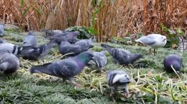 Sonbaharda Ueno Park 'ta güvercin sürüsü.