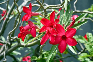 Red Dessert Rose or Adenium on natural background. clipart