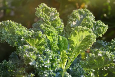 Taze Kale, kıvırcık Yaprak Kale tarlada.